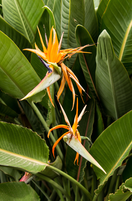 Birds of Paradise