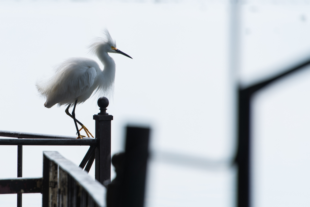 Egret Geometry