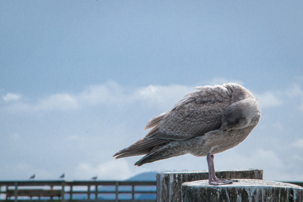 In the wind