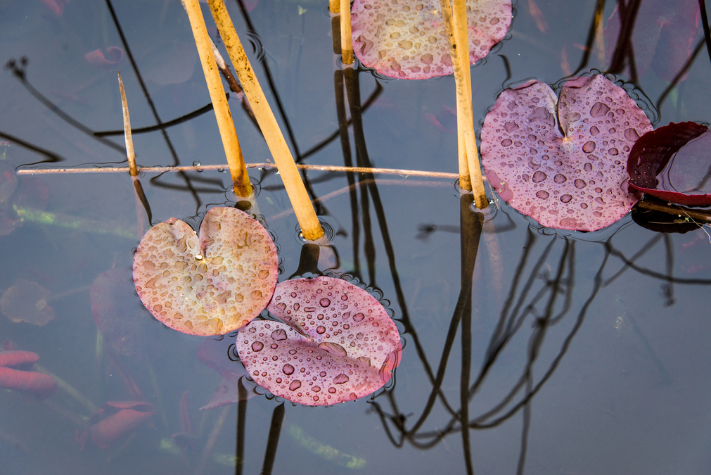 Pond 03 (Abkhazi Gardens)