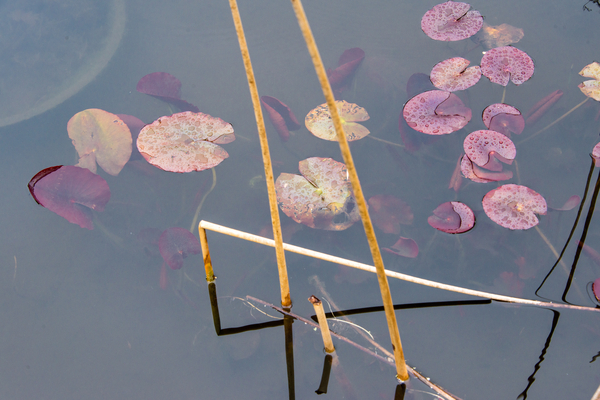 Pond 02 (Abkhazi Gardens)