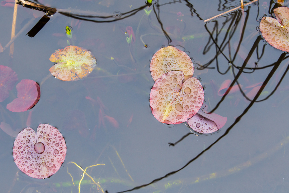 Pond (Abkhazi Gardens)