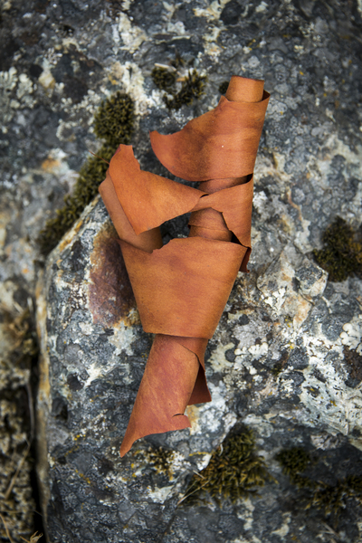 Arbutus bark