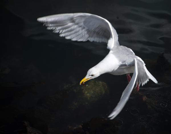 Gulls are birds of prey