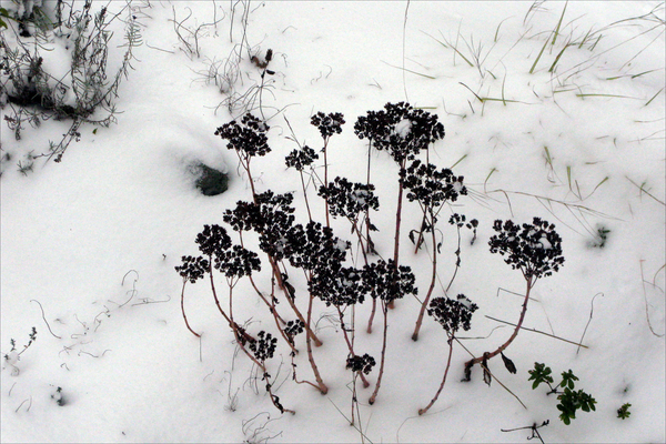 Les fleurs d'hiver